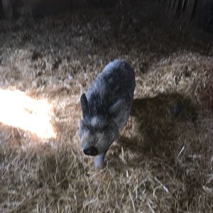 Meet your Posher, Wyatt